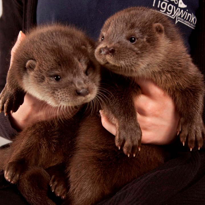  Otters being cared for 